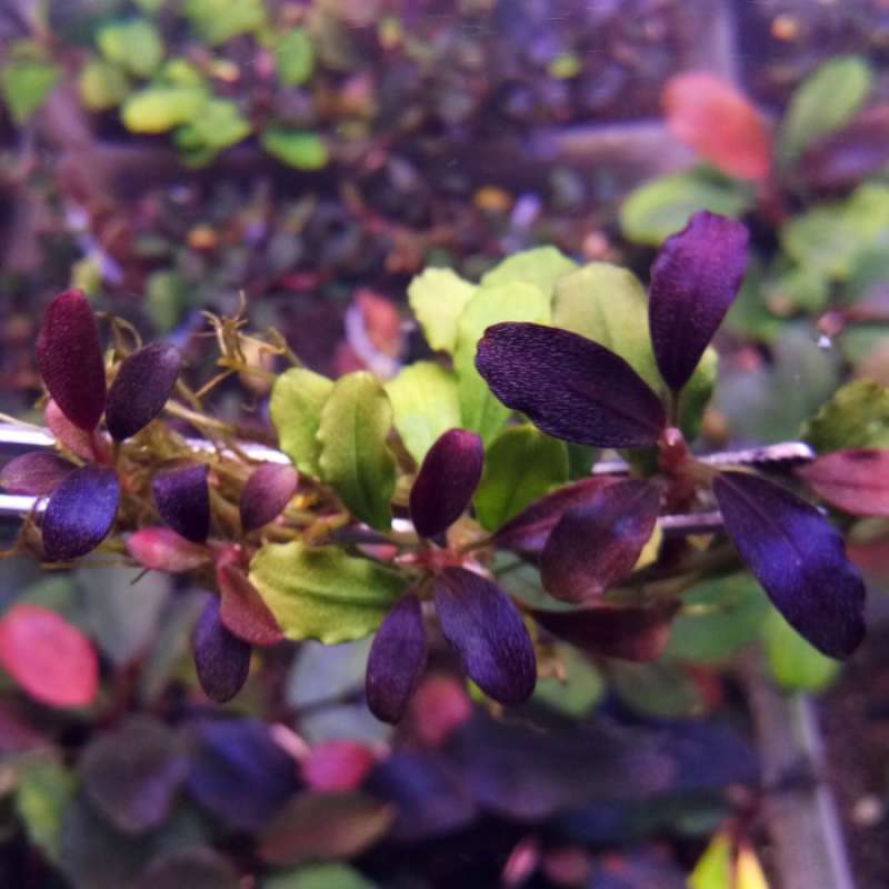 ブセファランドラ レッドエンジェル Bucephalandra sp.オリーバ と