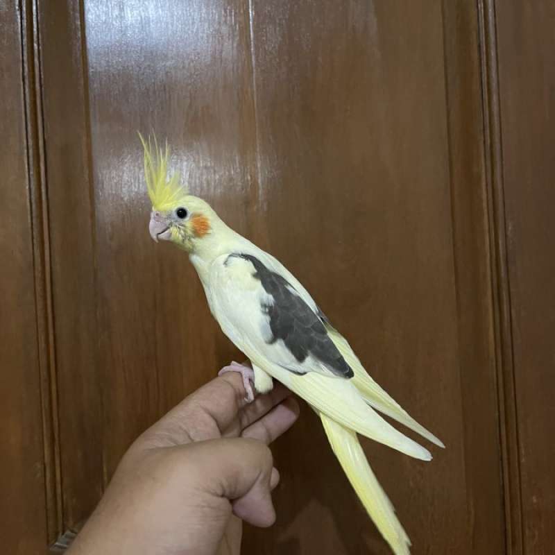 Jual Baby Burung Australia Termurah Harga Grosir Terupdate Hari