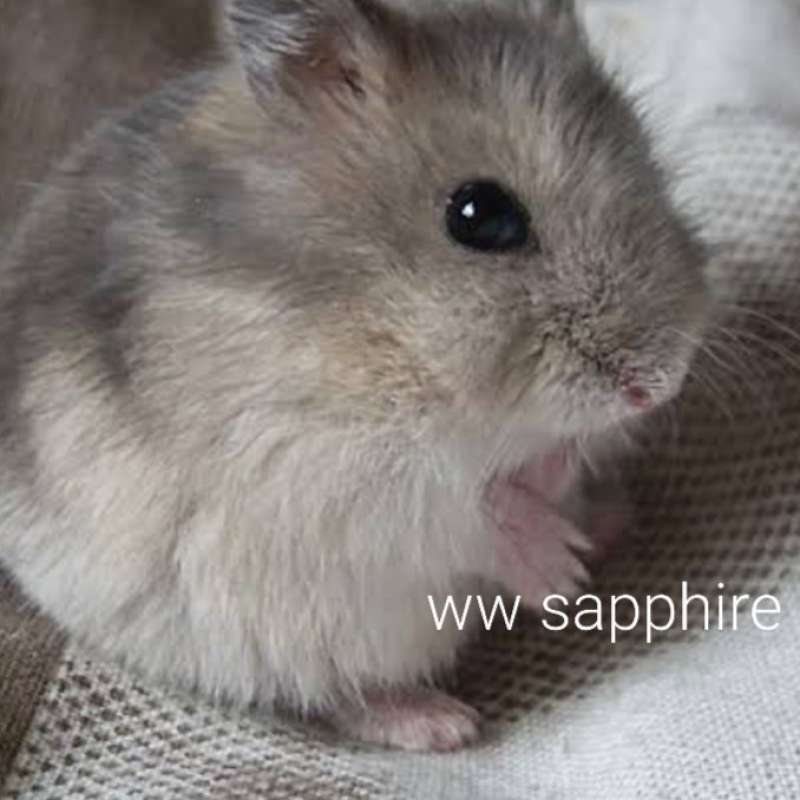 Hamster winter white harga store