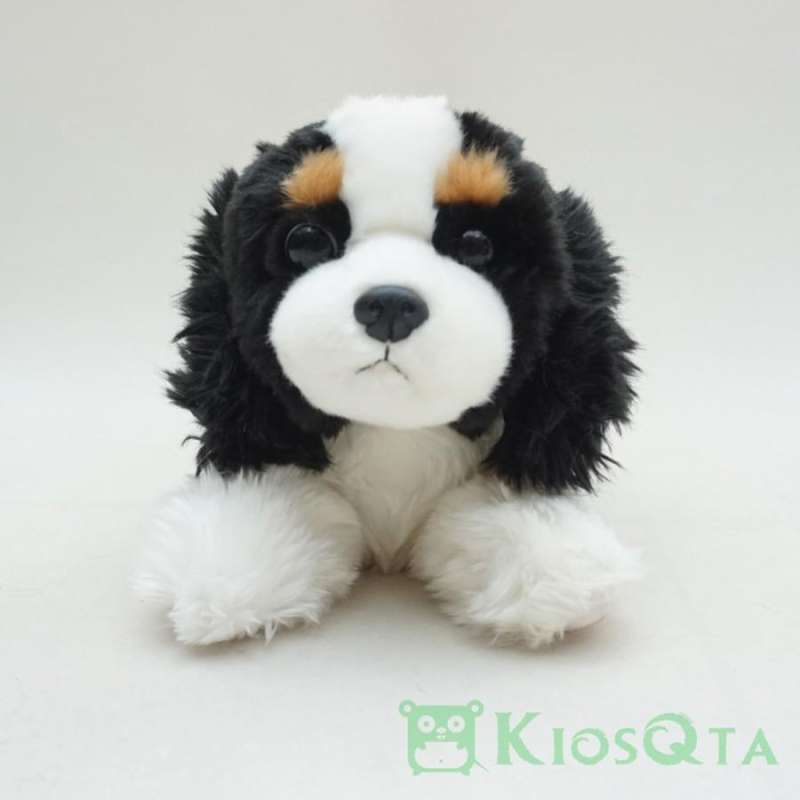 Jual cavalier shop king charles spaniel