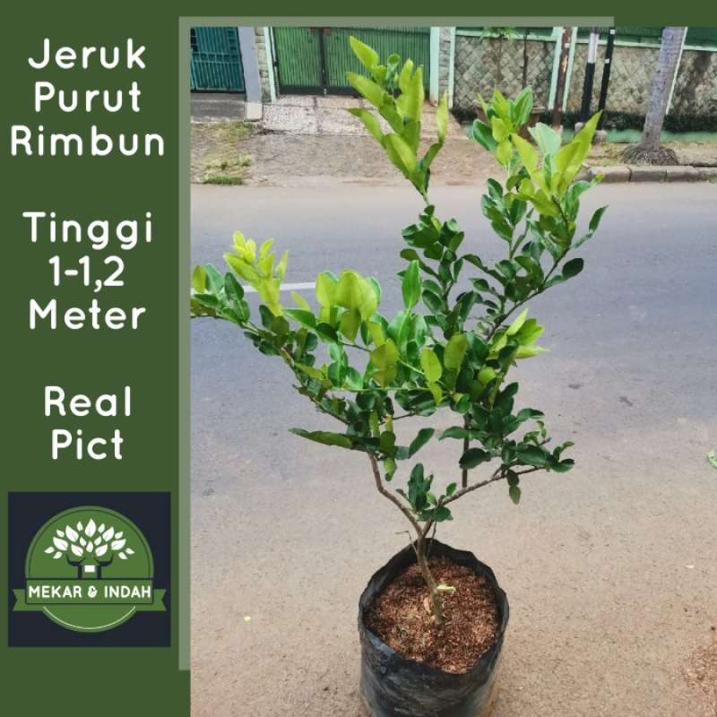 Promo pohon jeruk purut besar, tanaman jeruk purut rimbun Diskon 33% di  Seller Min Yoona Shop - Meruya Selatan (Udik), Kota Jakarta Barat | Blibli