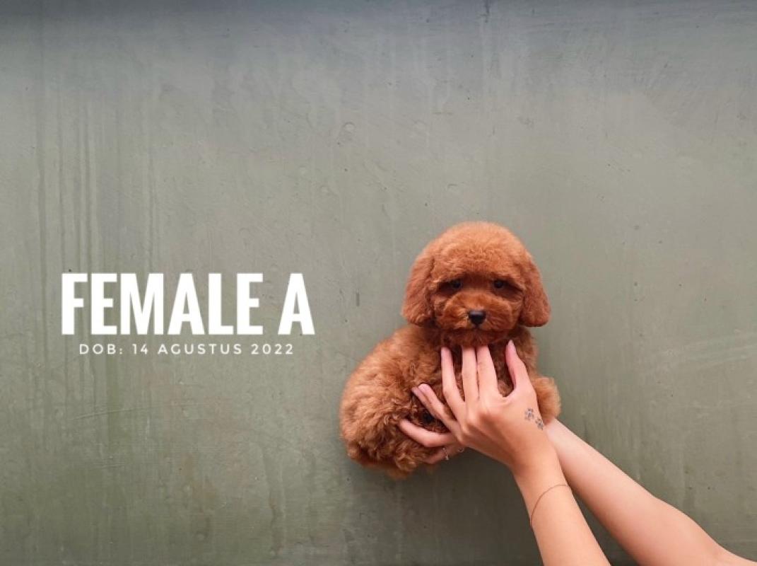 Jual Poodle Tiny Termurah Harga Grosir Terupdate Hari Ini Blibli
