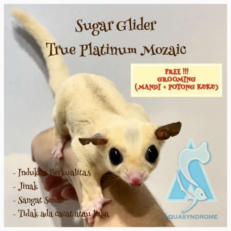 Tpm sugar glider sales