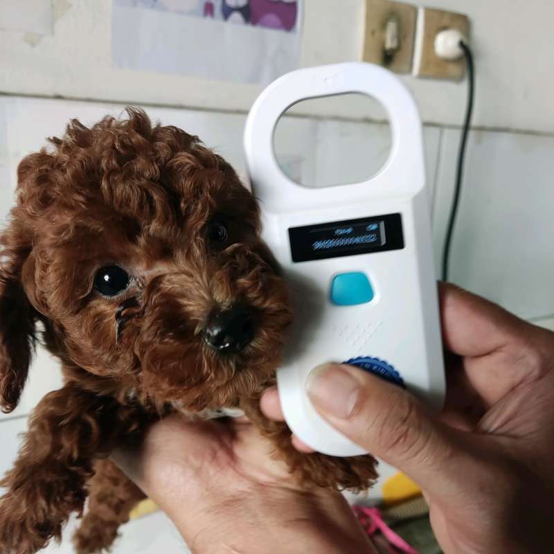 Harga poodle deals red toy
