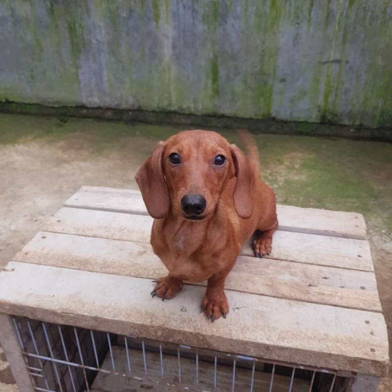 Jual cheap mini dachshund