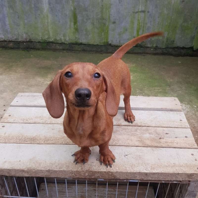 Anjing daschund clearance