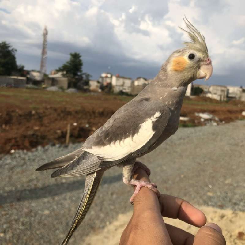 Jual cockatiel sale