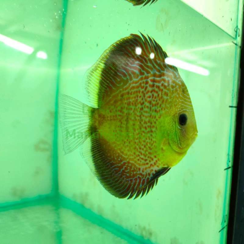 Promo Discus Leopard Snake Skin Diskon 26% Di Seller Goofy Petshop