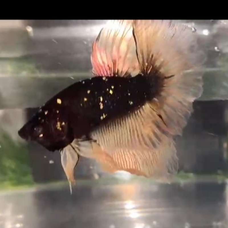 Harga betta fish top