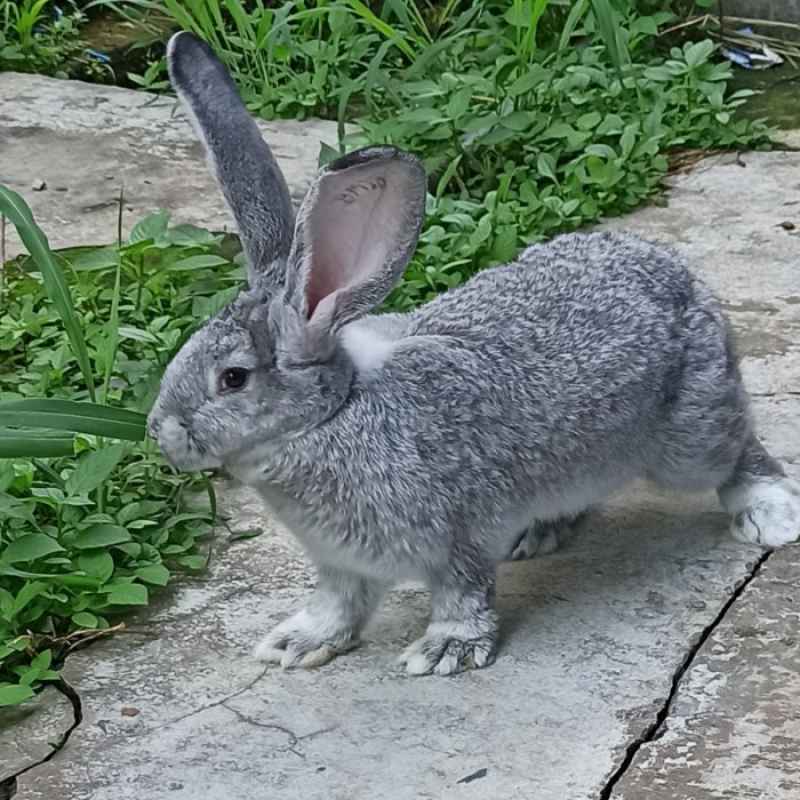 German giant shop rabbit harga