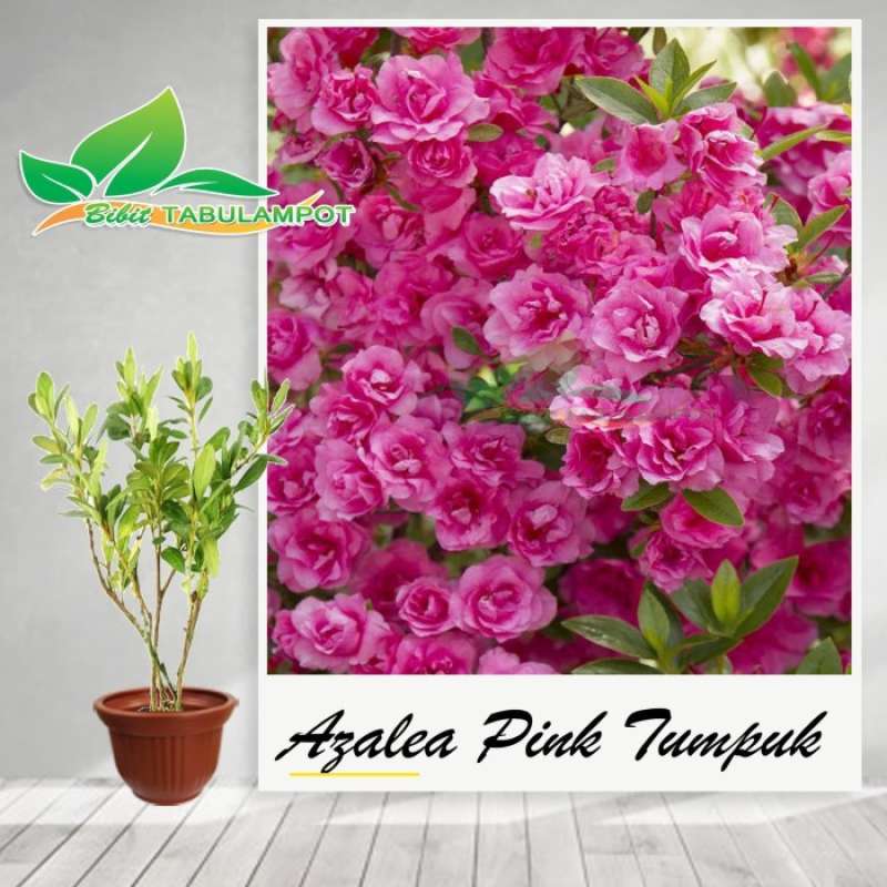 Jambu azalea hotsell