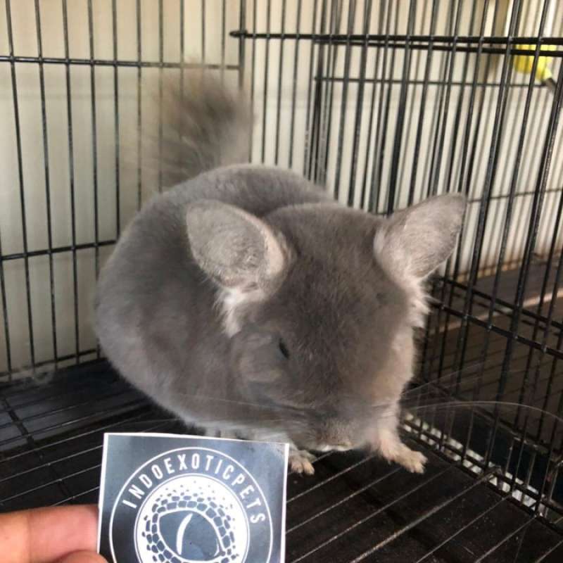 Penjual chinchilla sales