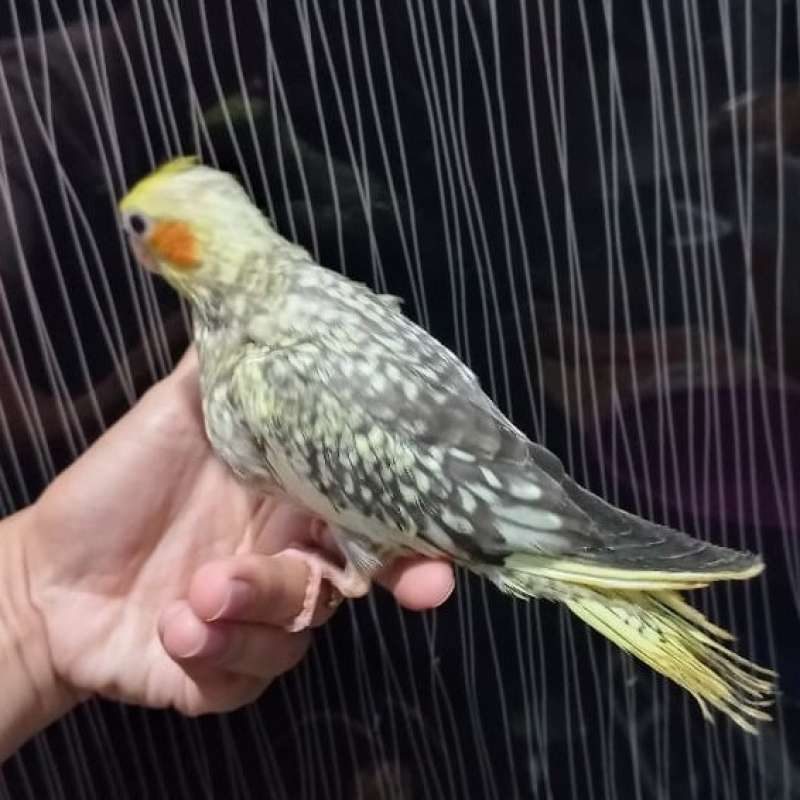 Harga cockatiel 2025