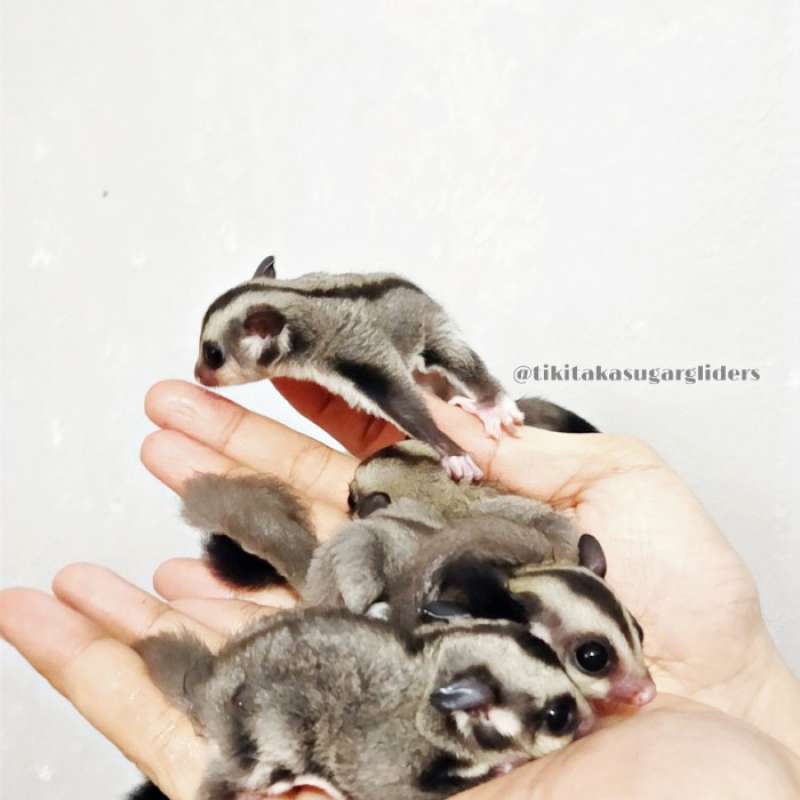 Sugar glider best sale joey