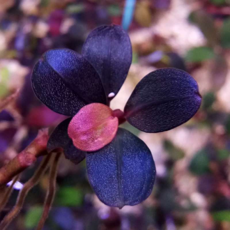 Bucephalandra sp.helena oval Jual Bucephalandra Brownie Bucephalandra sp.helena oval Jual Bucephalandra Brownie