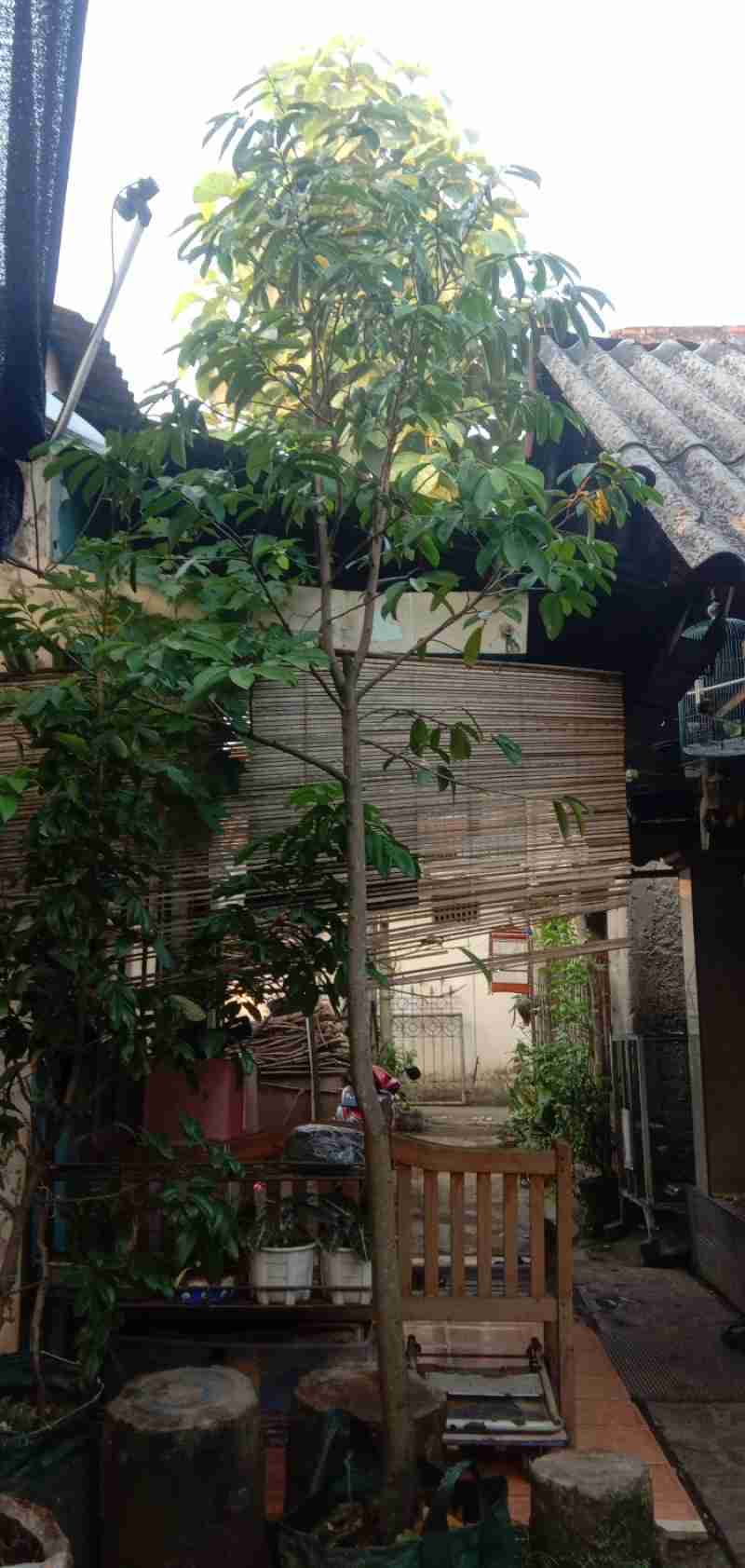 Promo Pohon Sirsak Jumbo Madu Berbuah Diskon 23% di Seller SHOKA STORE -  Tegal Alur, Kota Jakarta Barat | Blibli