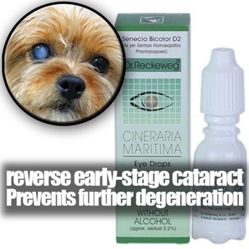 Cineraria maritima eye drops for sale dogs