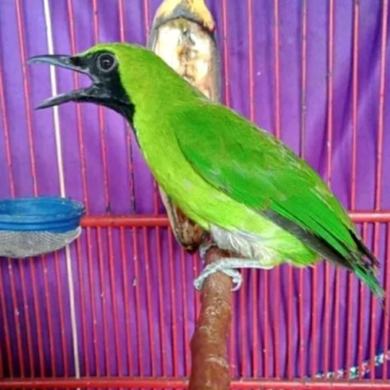 Jual Burung Cucak Ijo Kalimantan Termurah - Harga Grosir Terupdate Hari Ini  | Blibli