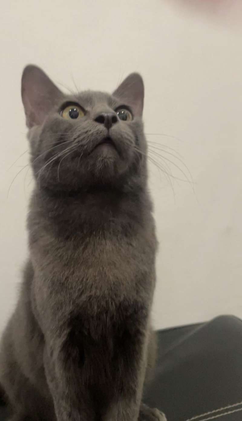 Jual russian blue cat 2025