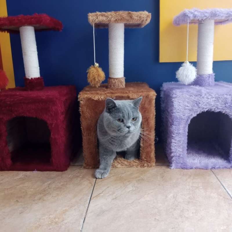 Jual cat condo store