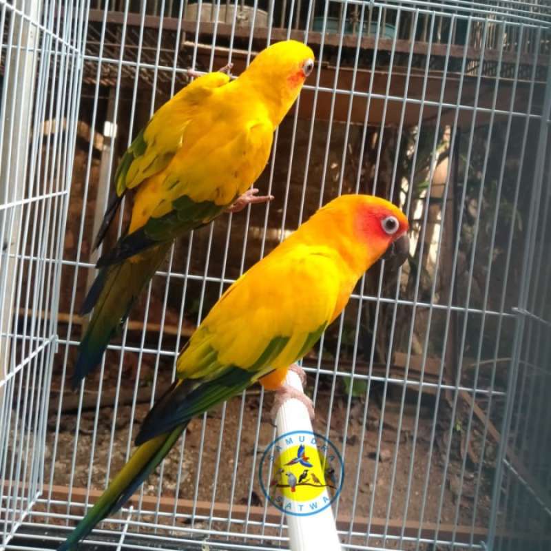 Burung sun deals conure