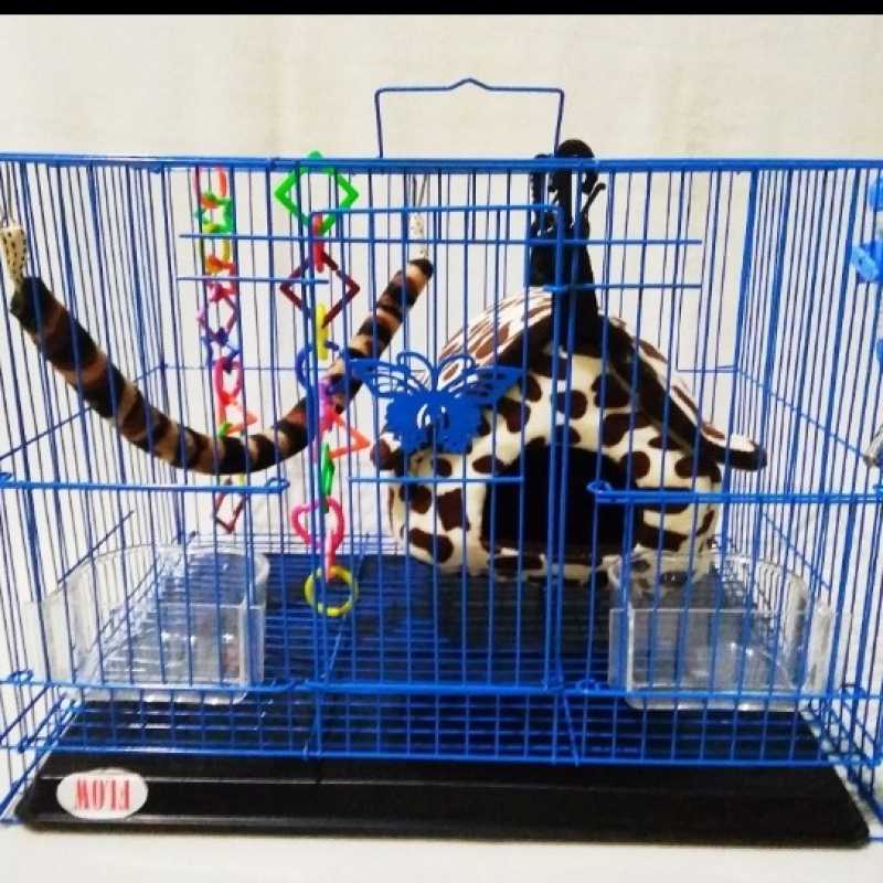 Sangkar sugar cheap glider murah