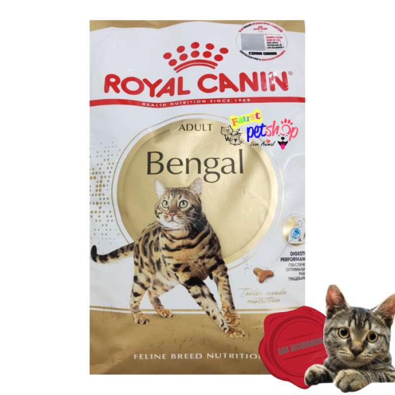 Harga kitten bengal cheap