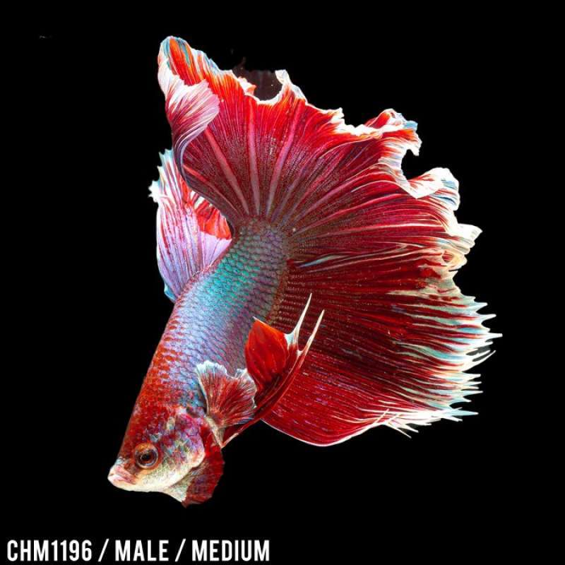 Harga betta deals fish