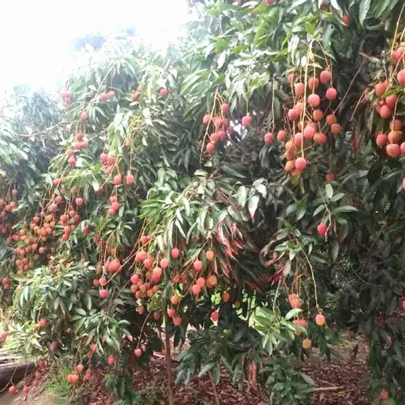 Promo Promo Terbatas !!!!! Tanaman Buah Leci Diskon 23% di Seller Kazuma -  Cipete Selatan, Kota Jakarta Selatan | Blibli