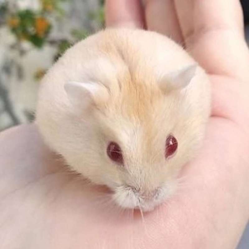 Hamster winter golden sales