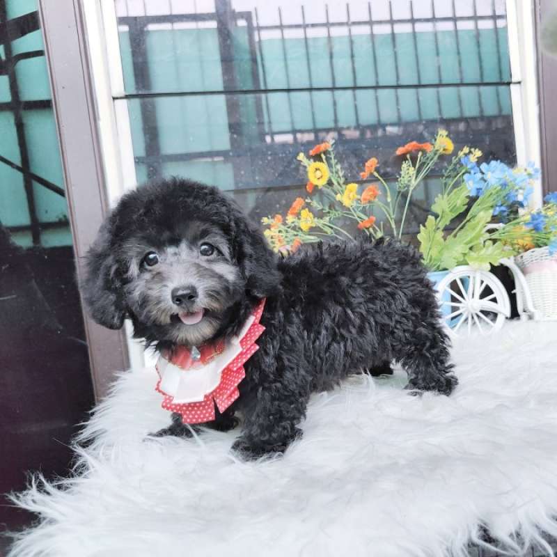 Jual silver toy poodle top
