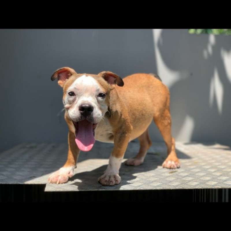 Jual american bully online
