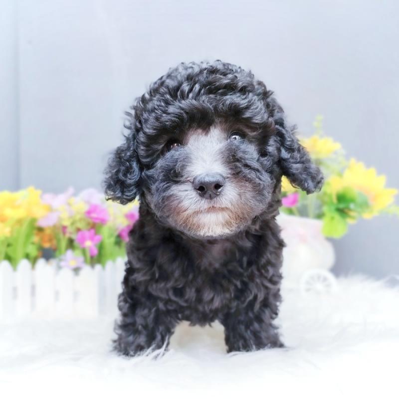 Jual Light Silver Toy Poodle Super Cute Teddy Bear Face Abu Abu Terang Grey Di Seller Tiny Petshop Cilandak Timur Kota Jakarta Selatan Blibli