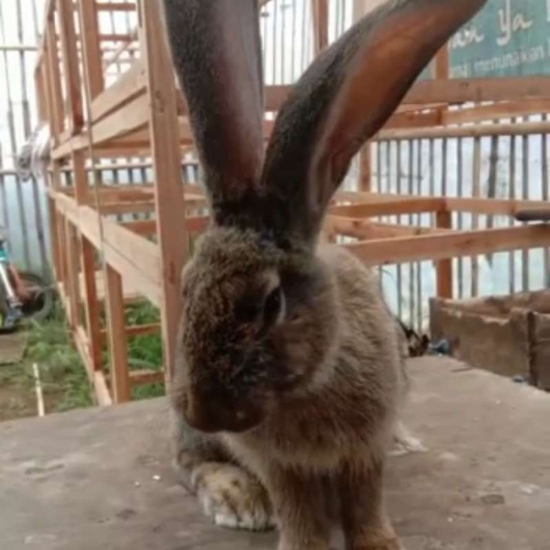 German giant rabbit harga cheap