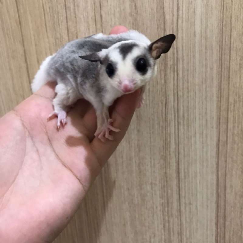 Promo Sugar Glider Platinum Mozaik Diskon 17 di Seller Hafizh