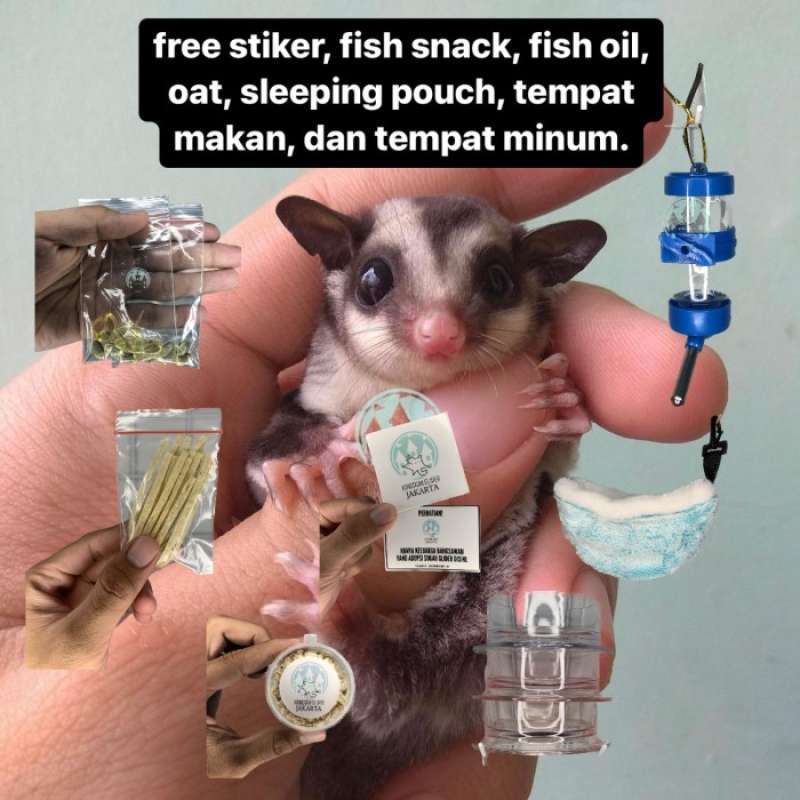Anak hotsell sugar glider