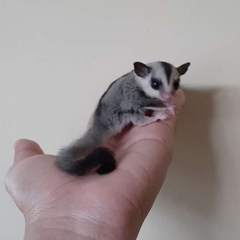 Toko sales sugar glider