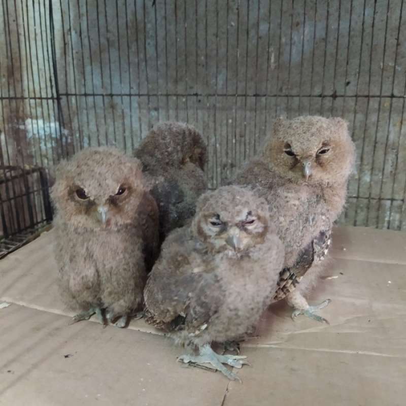 Jual Anakan Burung Hantu Murah Termurah - Harga Grosir Terupdate Hari Ini |  Blibli