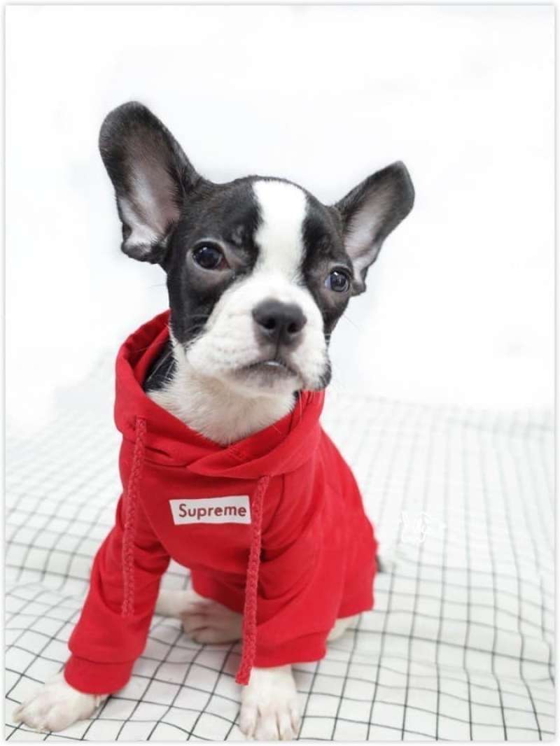 Sweater supreme ori hotsell