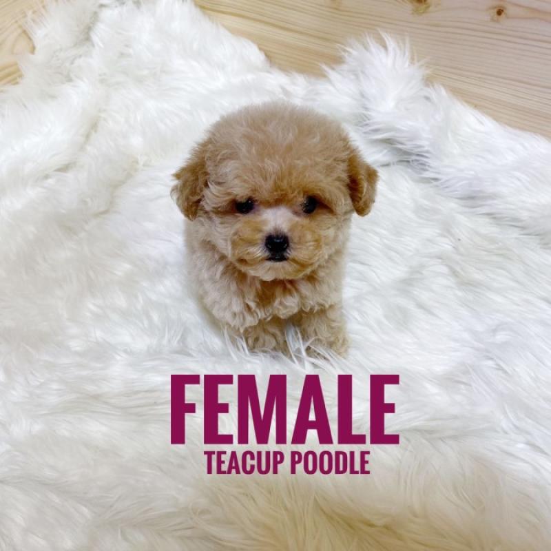 Jual teacup poodle clearance