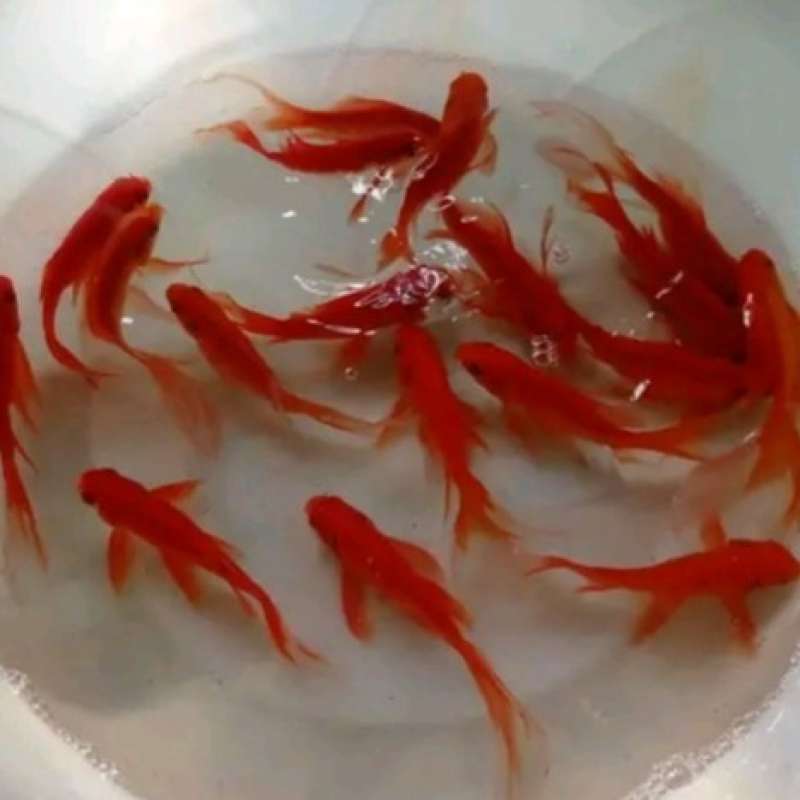 Jual ikan komet merah merona isi 4ekor di Seller Berlian Store - Meruya  Selatan (Udik), Kota Jakarta Barat | Blibli