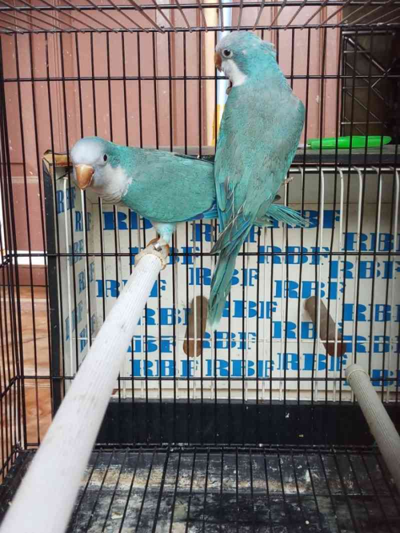 Harga 2025 monk parakeet