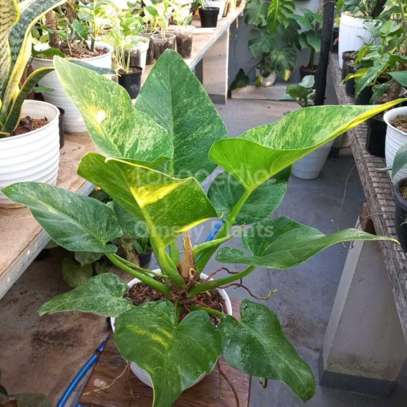 Jual Philodendron Giganteum Marble Varigata Di Seller Zenonn Shop -  Wanasari, Kab. Bekasi | Blibli