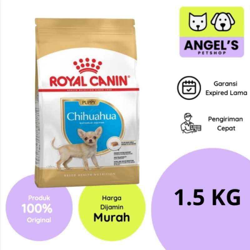 Chihuahua junior 2025