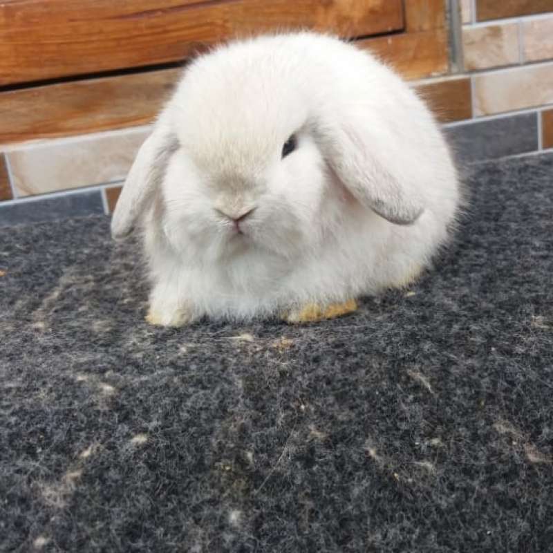 Promo Kelinci Hias Holland Lop Diskon 33% di Seller Amor One store - Koja  Utara, Kota Jakarta Utara | Blibli