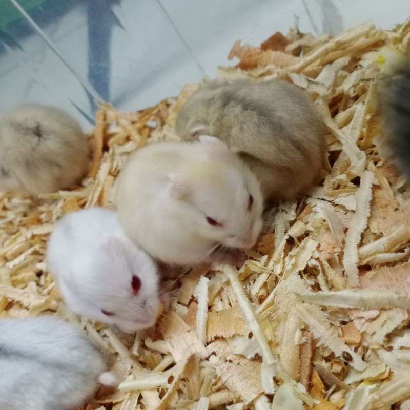 Hamster winter cheap white harga