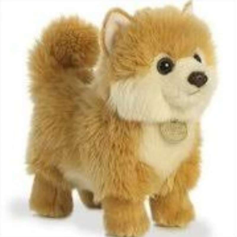 Harga pomeranian puppy deals