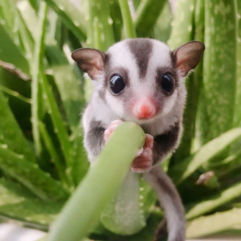 Sugar best sale glider grey