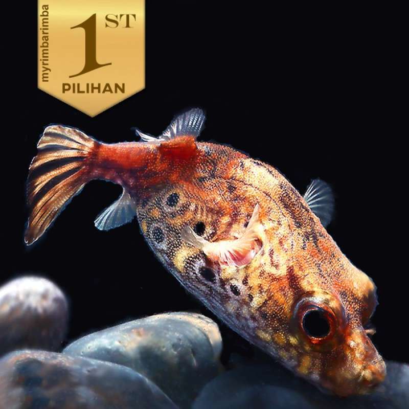 Dragon top puffer care
