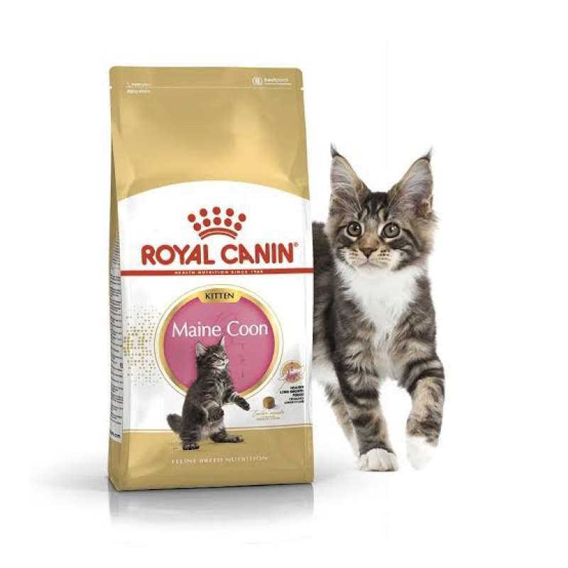 Kitten maine coon royal canin top